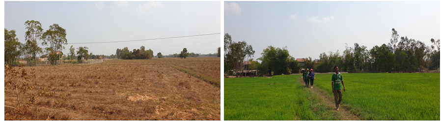 The difference between rice fields with wells and no wells
